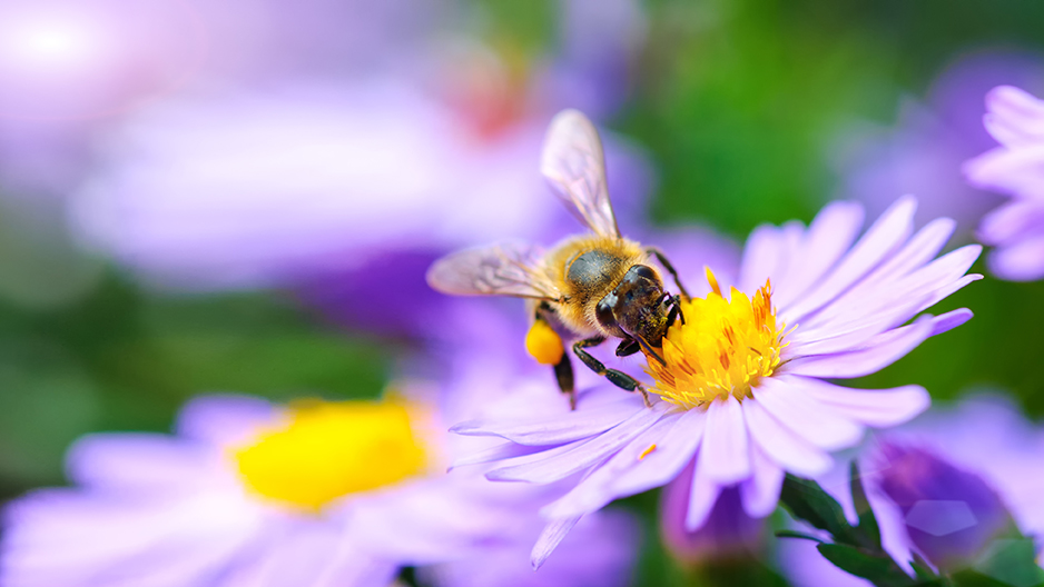 Bee on a flower